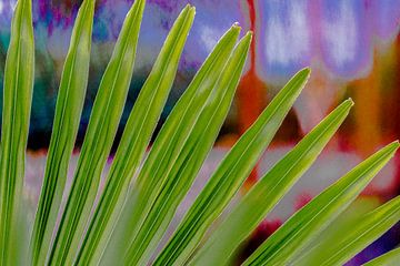 Palmblad tegen schilderachtige achtergrond van Tromp Fotografie & Registratie