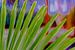 Palmblad tegen schilderachtige achtergrond sur Peters Foto Nieuws l Beelderiseren