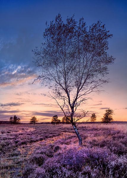 Birch tree on a purple flowering heater at sunset by Tony Vingerhoets