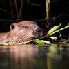 Bever etend van een wilg van Laurens de Waard