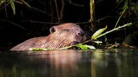 Bever etend van een wilg