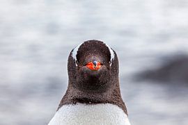 The gentoo penguins of Antarctica by Roland Brack