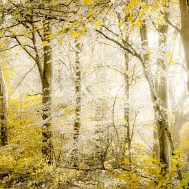 Ein Wald wie ein Märchen. von Alie Ekkelenkamp