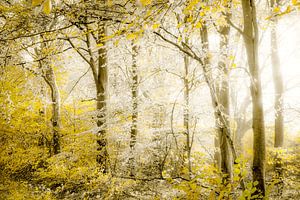 Ein Wald wie ein Märchen.