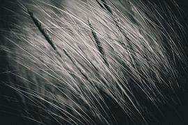 Gräser von Sebastian Schimmel