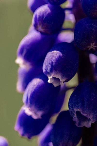 Purple splendour by Lens_en_Dier/Vizier Fotografie