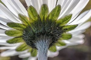 Blüte eines Gänseblümchens (Bellis perennis)