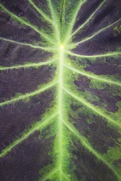 Close up van een blad van tropische plant. van Christa Stroo fotografie