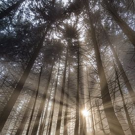 Sunrise in the Mountainforest by Manfred Schmierl