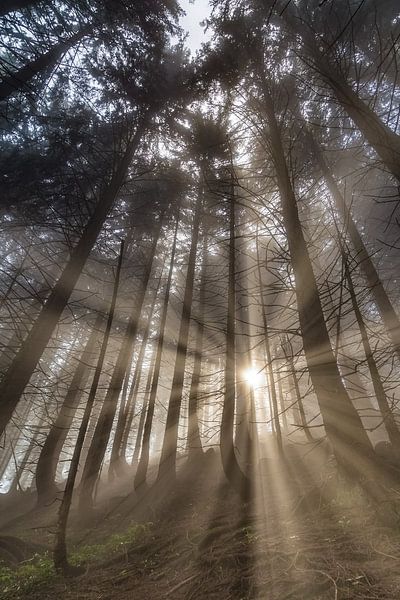 Morgensonne im Bergwald von Manfred Schmierl