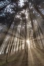 Sunrise in the Mountainforest van Manfred Schmierl thumbnail