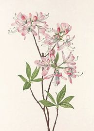 Pinkshell Azalea From North American Wildflowers (1925) By Mary Vaux Walcott sur Pictufy