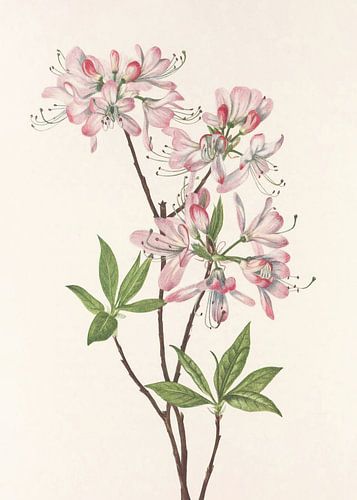 Pinkshell Azalea Van Noord-Amerikaanse Wildebloemen (1925) Door Mary Vaux Walcott