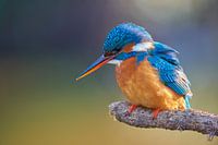 IJsvogel - Magisch zwaard