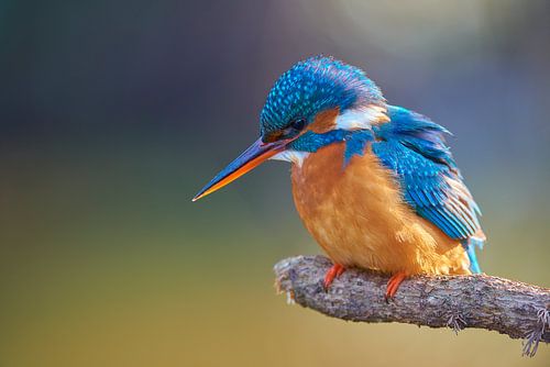 Kingfisher