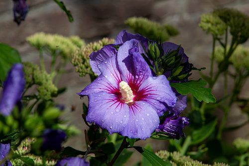Close-up van regendruppels op een paarse hibiscus bloem