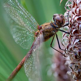 Natural beauty by Lex van Doorn