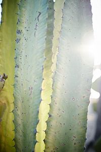 cactus in ochtendzon van Karel Ham