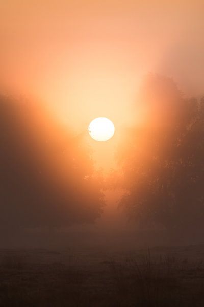 Strabrechtse Heide 268 van Deshamer