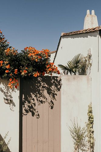 Kleurrijke bloemen op wit gebouw