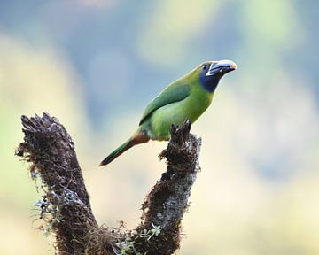 Birds of Costa Rica: Emerald Toucanet (Smaragdarassari) van Rini Kools