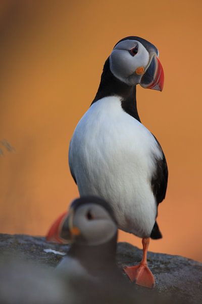 Puffins in the last evening light Norway by Frank Fichtmüller