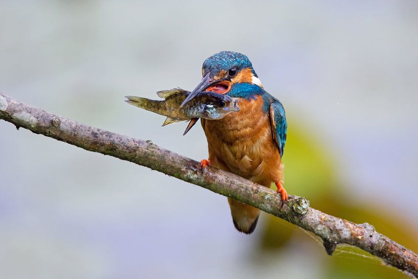 Eisvogel (Alcedo Atthis) von Martin de Bock
