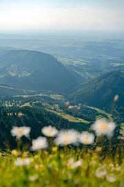Flowery view of Steibis and Oberstaufen by Leo Schindzielorz