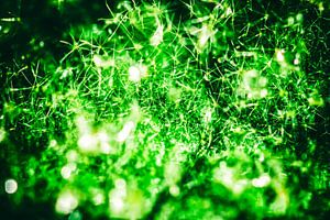 Super Galaxie Verte