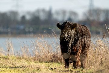 Scottish Highland cattle in soft winter light