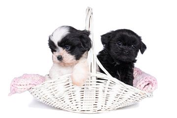 Twee schattige shih tzu puppies in een rieten mand van Leoniek van der Vliet