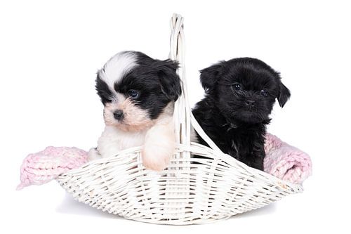 Twee schattige shih tzu puppies in een rieten mand