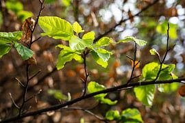 Obere Affensteinpromenade, Suisse saxonne - Feuilles de hêtre