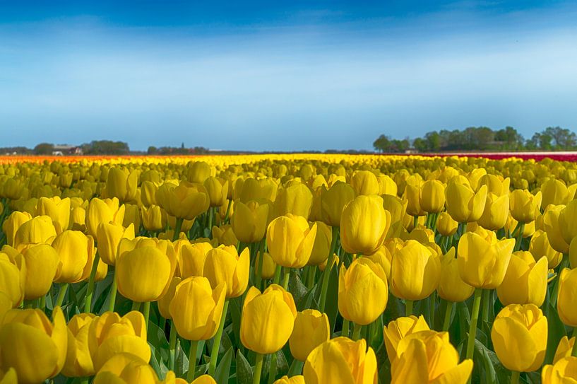Yellow tulips 1 by Sandra de Heij