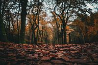 Autumn carpet in the forest