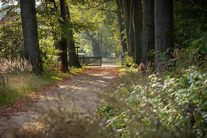 Wandelen in een herfstbos van Fotografiecor .nl