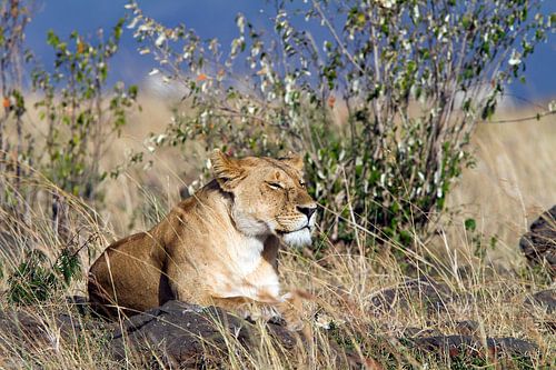 Resting Lioness