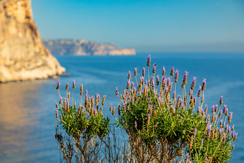 Violette Küstenblumen über dem spanischen Meer
