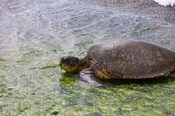 Turtle by G. van Dijk thumbnail