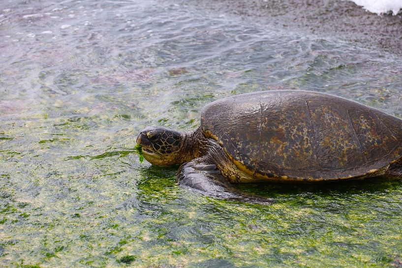 Turtle by G. van Dijk