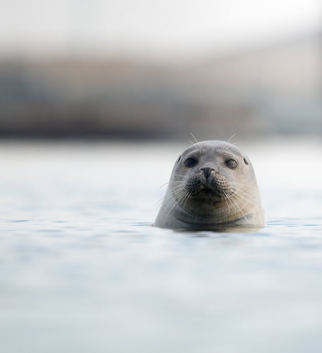 common seal