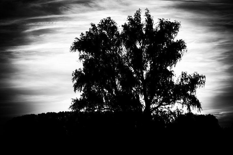 Zonsondergang achter boom  van Marcel Rommens