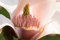 Magnolia by Monika Scheurer thumbnail