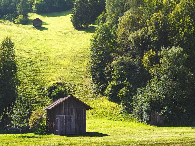 Mountain meadow in Tyrol by Aurica Voss