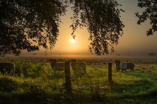 Lever de soleil dans la réserve naturelle It Mandefjild près de Bakkeveen