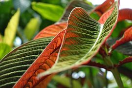 Kleurrijk van richard de bruyn