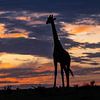 Giraffe bij ochtendgloren van Claudia van Zanten