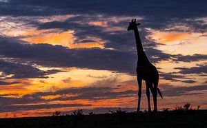 Giraffe bij ochtendgloren van Claudia van Zanten