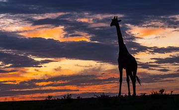 Giraffe bij ochtendgloren