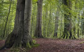 Une paisible clairière entourée d'une végétation luxuriante, Grasten Fores sur PhotoCluster